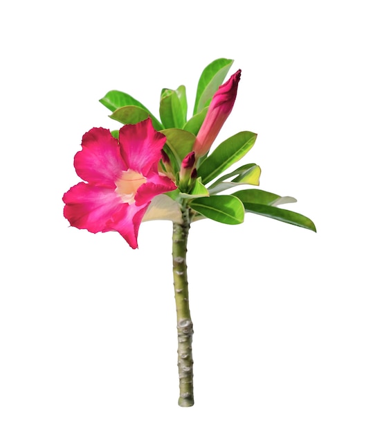 Photo desert rose flower or adenium isolated on white background