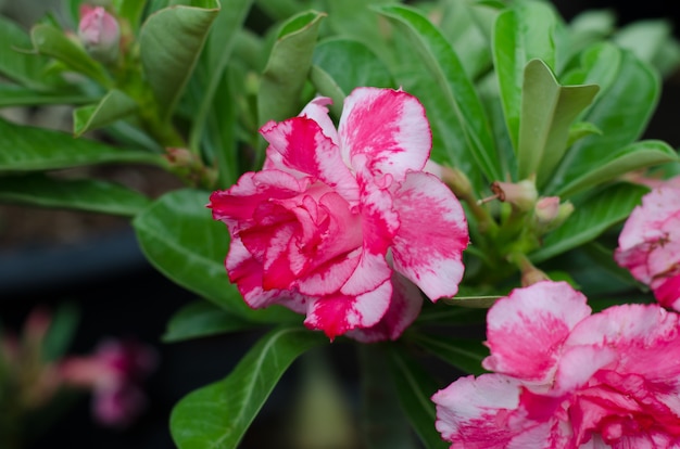 砂漠のバラの花、アデニウムオビサム