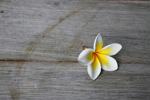 Photo desert rose flower on the floor