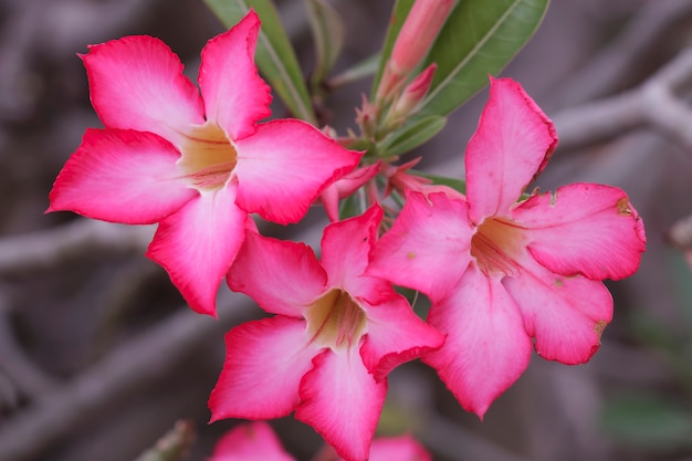 Desert Rose flowers in the garden  (Impala Lily)