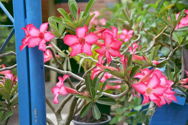 Desert rose Mock Azalea Pinkbignonia or Impala lily with green leaves background