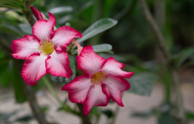 Desert roses pink color blooming