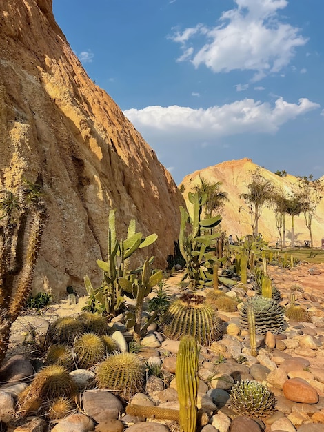 A desert scene with a cactus and rocks and a mountain in the background.