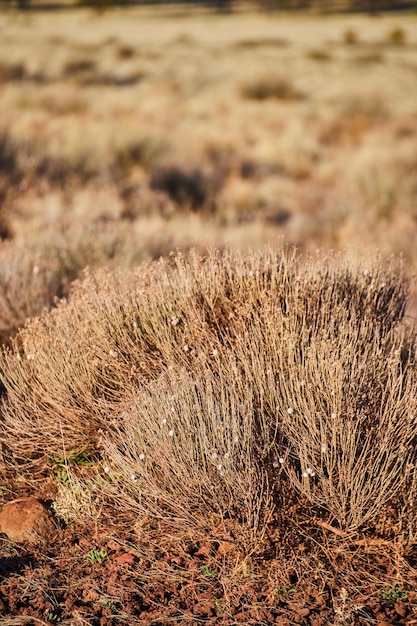 Desert shrub details in Arizona