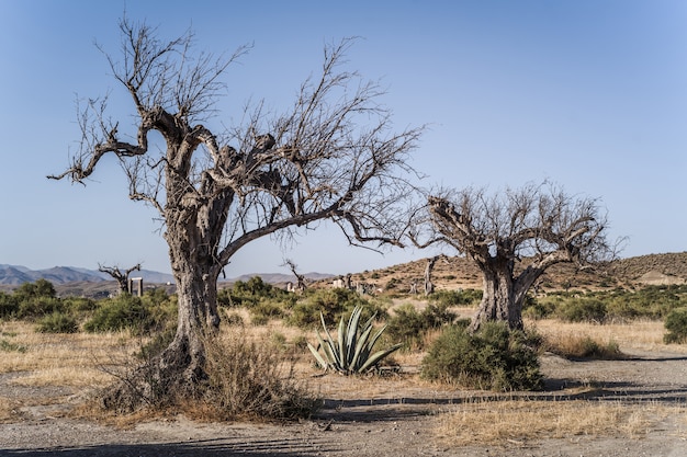 Desert of Tabernas