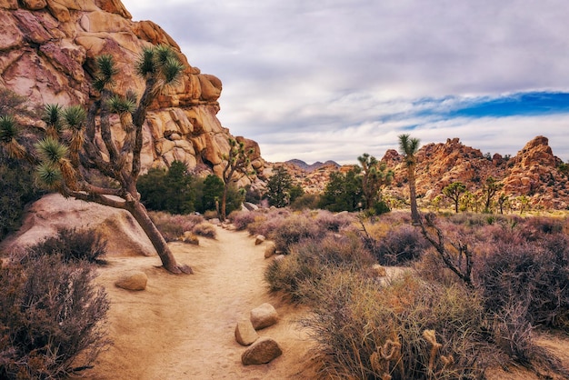 Desert trail in Joshua Tree National Park