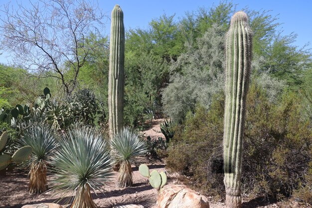 アリゾナ州フェニックス植物園の砂漠の植生