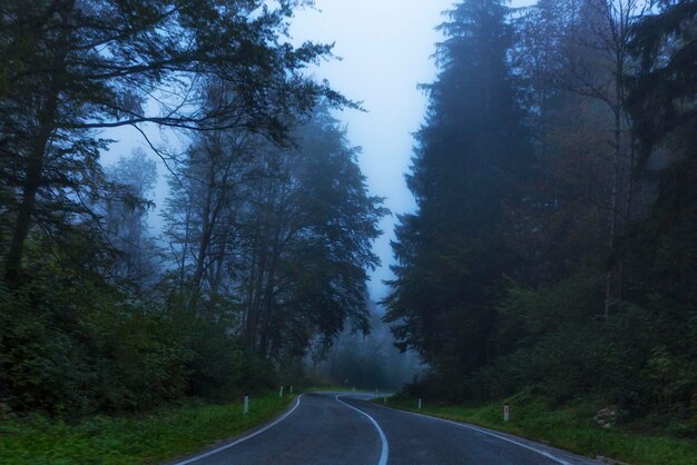 Deserted asphalt road in a foggy forest