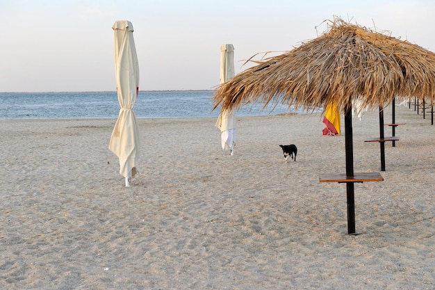 Пустынный пляж на берегу моря в лучах утреннего солнца. Собака на пляже.