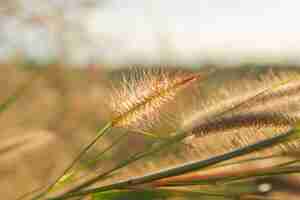 Photo desho grass with sunlight from sunset