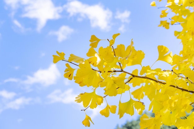 Foto concetto di design bella foglia gialla di ginkgo gingko biloba in autunno in una giornata di sole con luce solare da vicino bokeh sfocato sullo sfondo