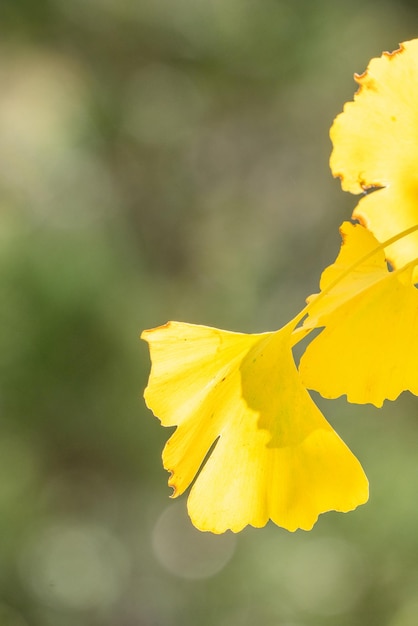 Design concept Beautiful yellow ginkgo gingko biloba tree leaf in autumn season in sunny day with sunlight close up bokeh blurry background