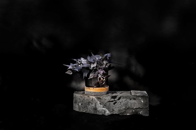 Designer planter on stone with black background