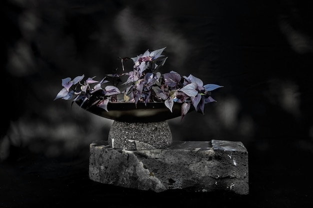 Designer planter on stone with black background