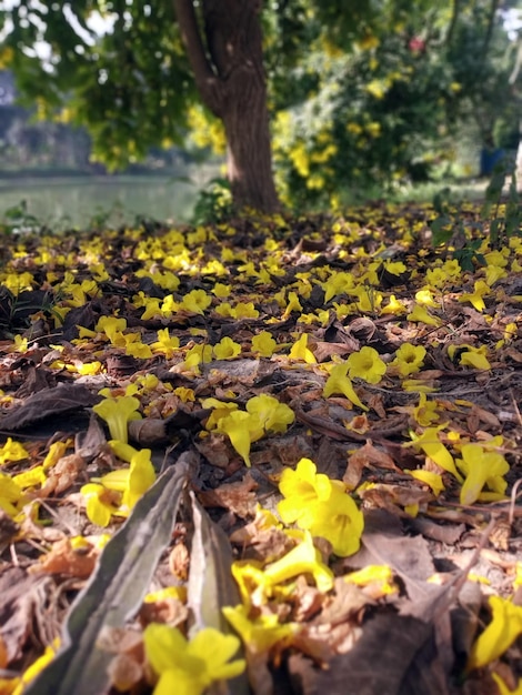 Desktop 4k wallpaper of fallen leaves and flowers on ground landscape wallpaper