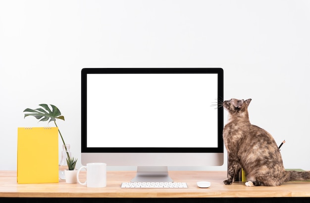 Desktop computer monitor with a cat