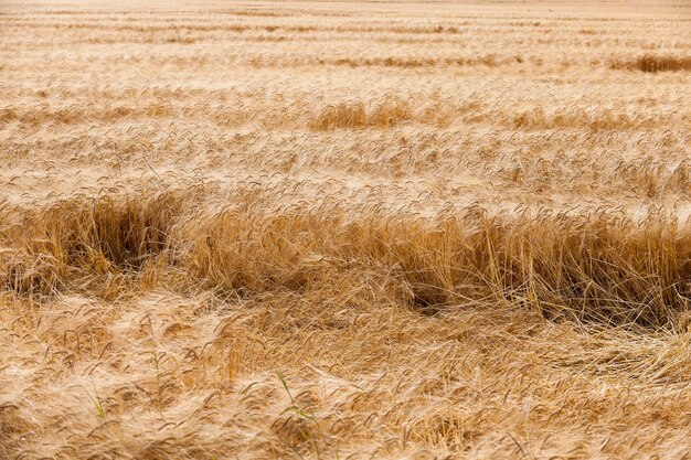 Destroyed by the storm wheat - agricultural field where after a
storm is on the ground ripe yellow wheat