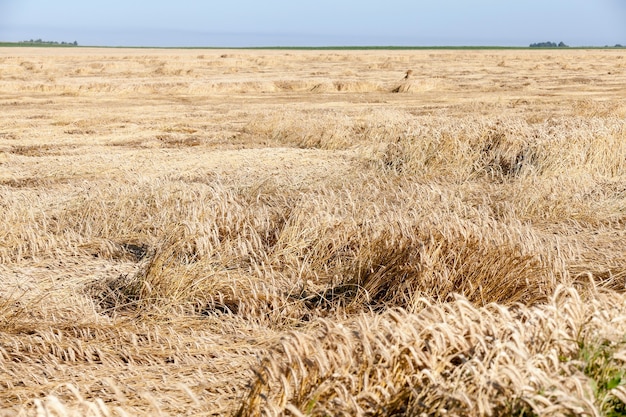 Destroyed by the storm wheat - agricultural field where after a\
storm is on the ground ripe yellow wheat