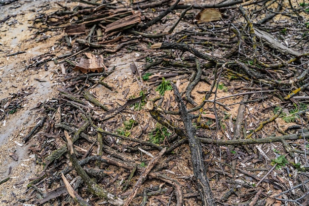 Destroyed tree branches on the ground. Outdoor damaged unprooted tree laying on the ground.