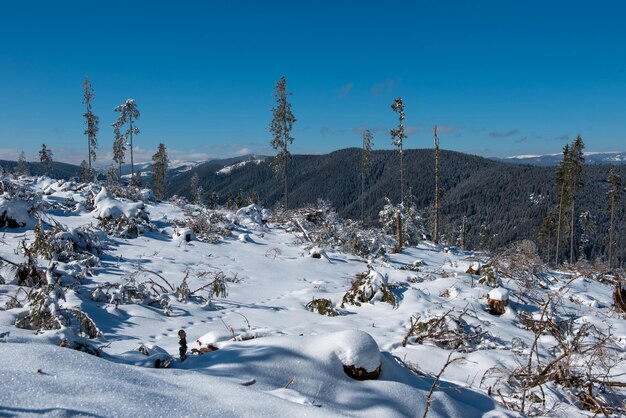 Destroyed winter forest by storm