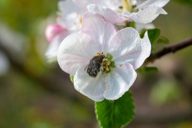 Уничтожение плодового урожая яблок насекомым Tropinota hirta вредителем, питающимся соцветиями