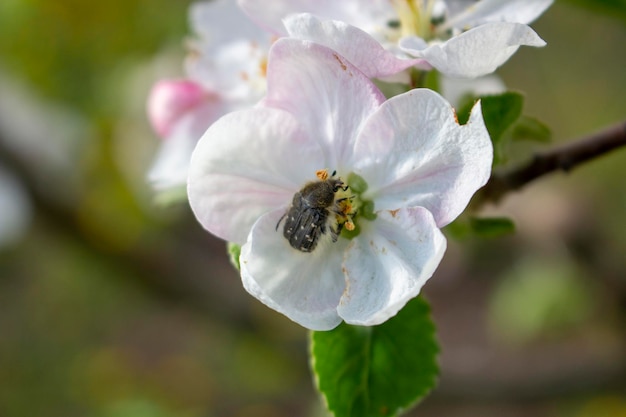 Destruction of the fruit harvest of apples by the insect Tropinota hirta a pest that feeds on inflorescences