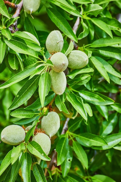 Detail of almond fruits on branch