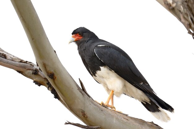 Particolare di un caracara andino