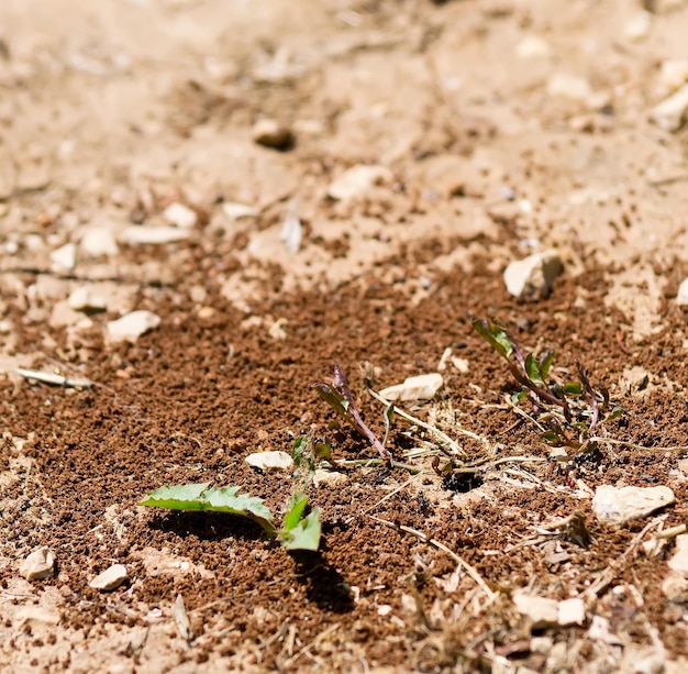 Photo detail of an anthill