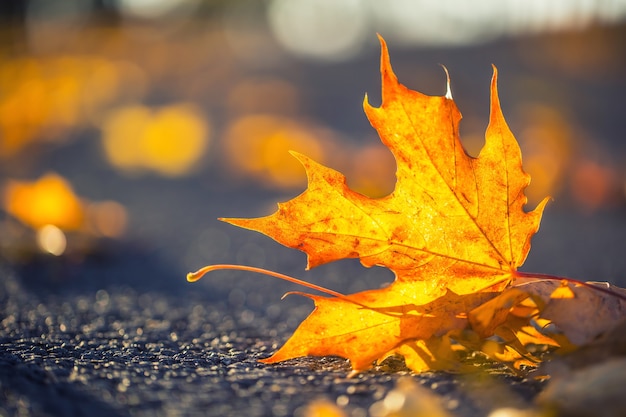 A detail of autumnal coloured leaves in sunlight intensity.