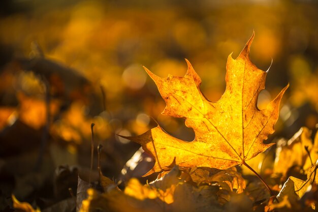 日光強度の紅葉のディテール。