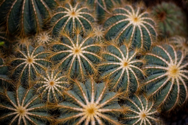 Detail of Balloon cactus