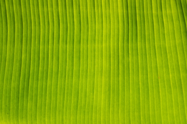 detail of banana leaf background
