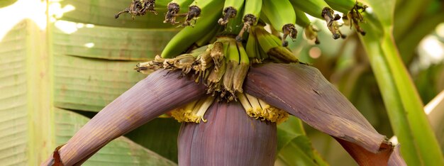 Detail of a banana plantation at Luxor Egypt