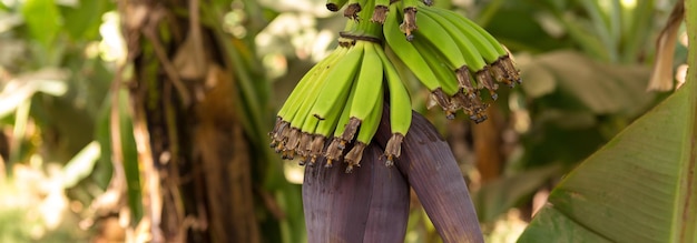 Detail of a banana plantation at Luxor Egypt