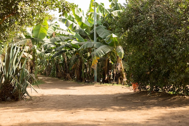 Detail of a banana plantation at Luxor Egypt