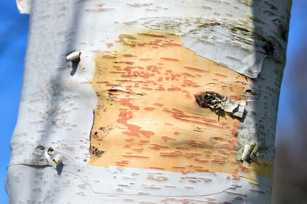 Photo detail of the bark of the black birch betula nigra