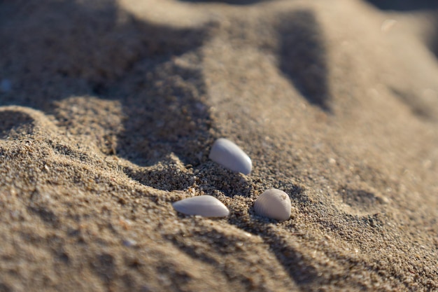 Particolare della spiaggia di sabbia con un insieme di piccole conchiglie bianche