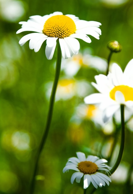 美しいデイジーの花のディテール