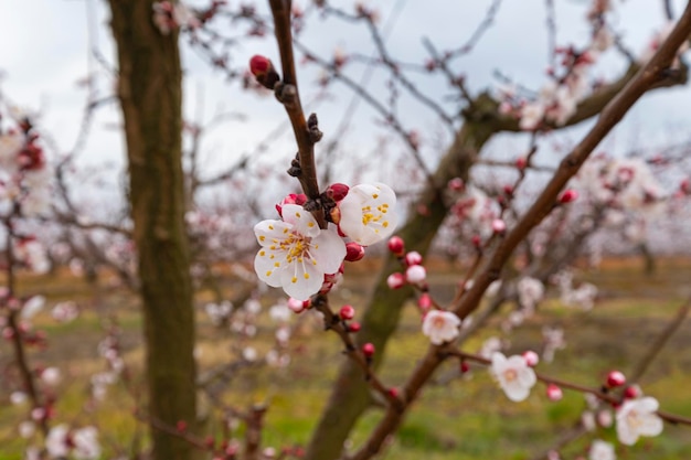 Detail of the beautiful flower of a peach tree in full bloom