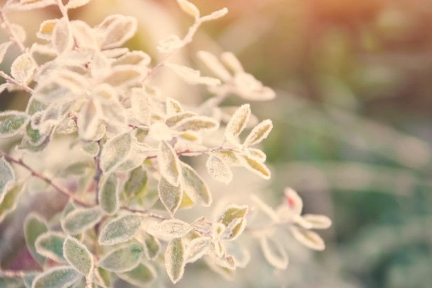 Detail of a beautiful green plant Toned