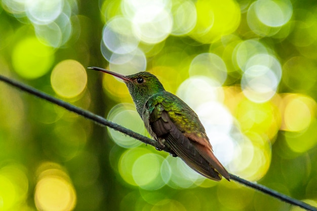 Деталь красивого колибри на озере Yojoa. Гондурас