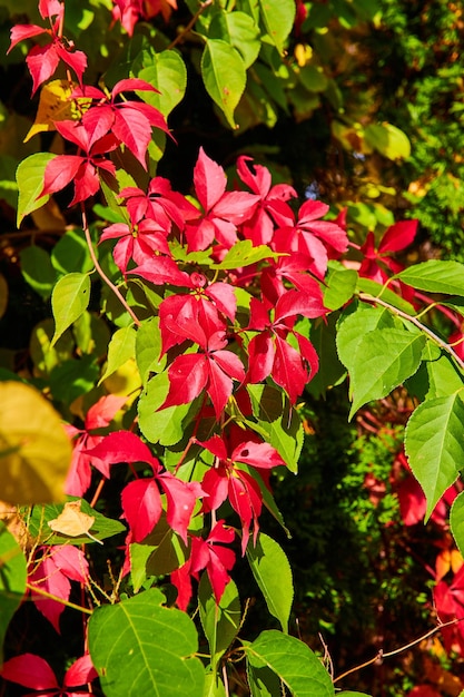 Detail of beautiful red vines growing on tree branches in fall