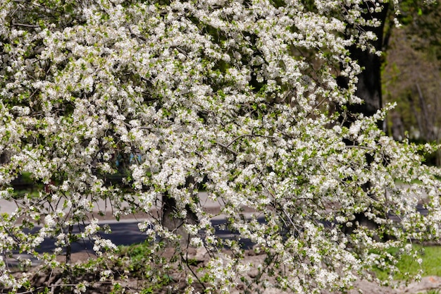 Detail of blossom cherry tree