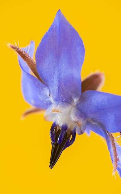 Деталь синих цветов растения огуречника, выделенных на желтом фоне