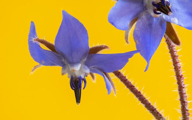 黄色の背景に分離されたルリジサ植物の青い花の詳細