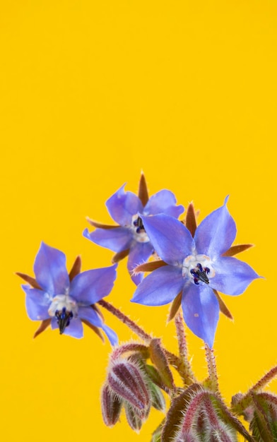 Detail of the blue flowers of the borage plant isolated on a yellow background