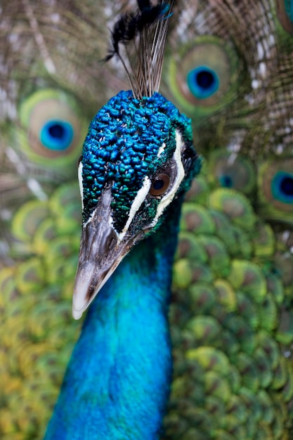 Detail of blue Peacock head