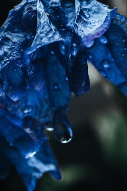 Деталь синего тропического экзотического цветка, растущего в природе после дождя Дикий естественный фон