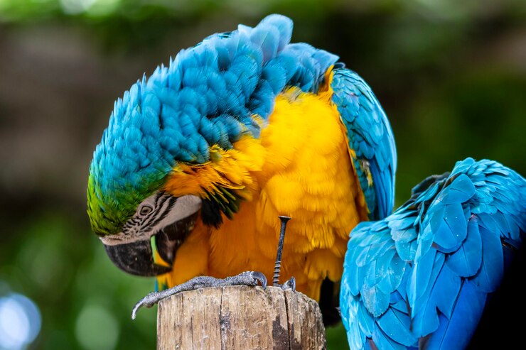 Photo コロンビア の カルタヘナ の 鳥 保護 区 に ある 青色 と 黄色 の アカオ  の 詳細